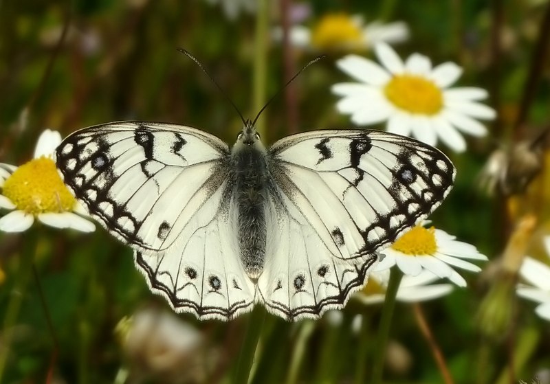 Melanargia arge e galathea